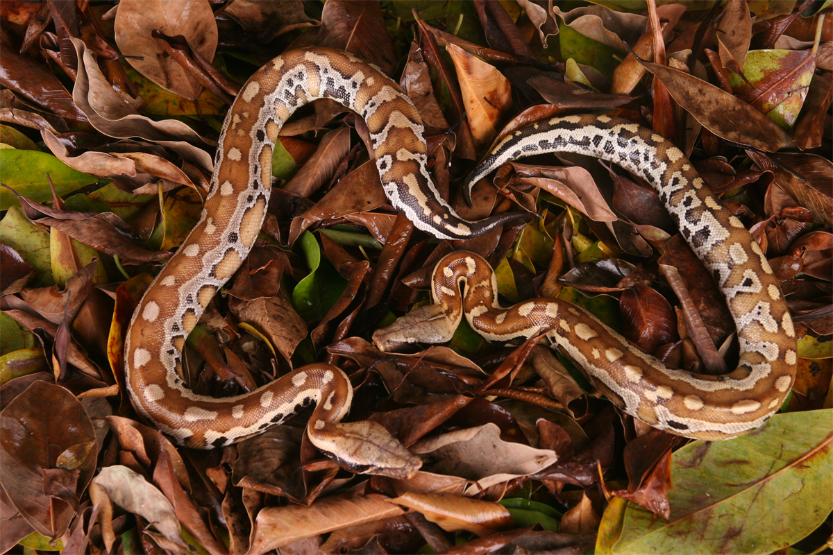 16马来短尾蟒又叫血蟒（Python brongersmai ）的副本.jpg